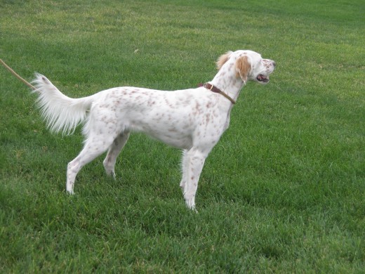 nena es un perro de caza inglish setter, pero la tenemos como mascota, muy cariñosa tanto con nosotros como con nuestros nietos